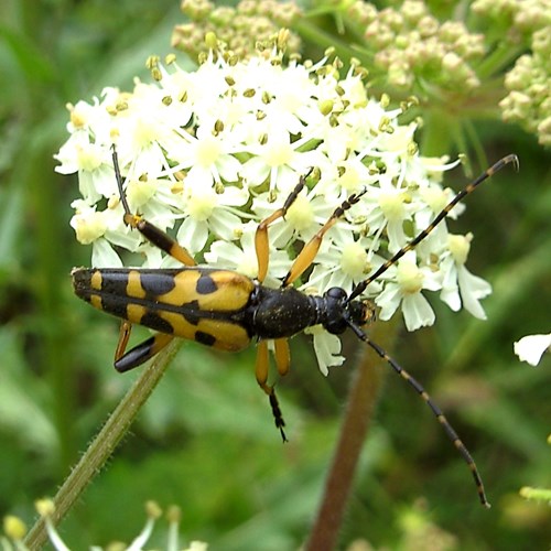 Rutpela maculata [L.]在RikenMon的自然指南