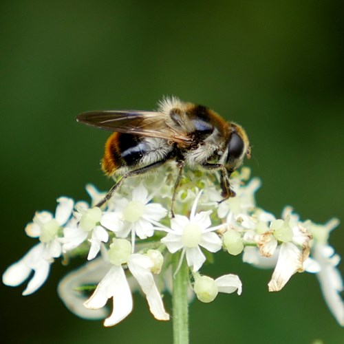 Cheilosia illustrata [L.]на Nature-Guide RikenMon в