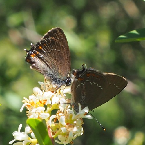 Satyrium ilicis [L.]Em Nature-Guide de RikenMon