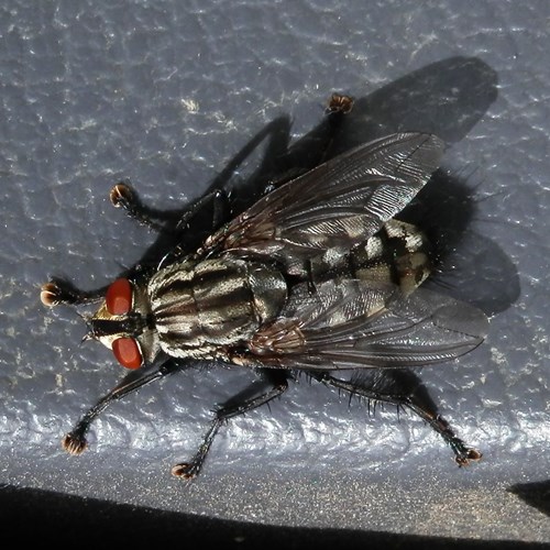 Sarcophaga carnaria [L.]在RikenMon的自然指南