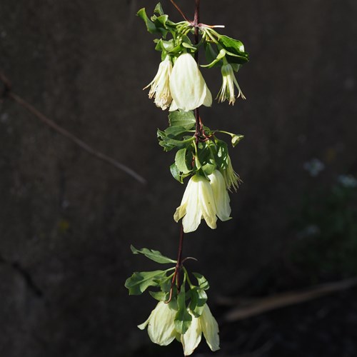 Clematis cirrhosa [L.]在RikenMon的自然指南