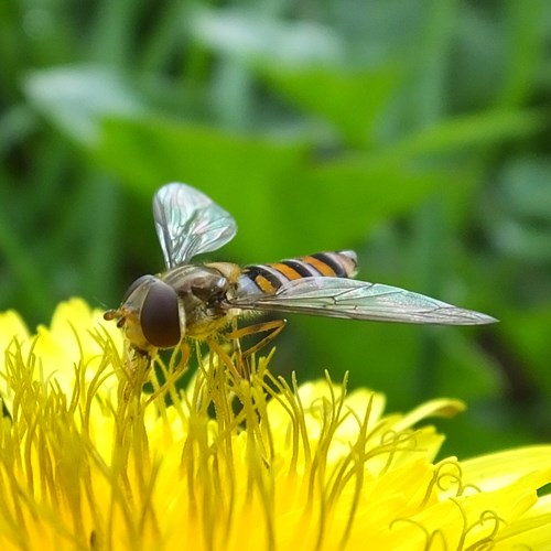 Episyrphus balteatus [L.]Em Nature-Guide de RikenMon