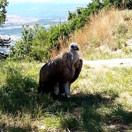 Buitre leonadoEn la Guía-Naturaleza de RikenMon