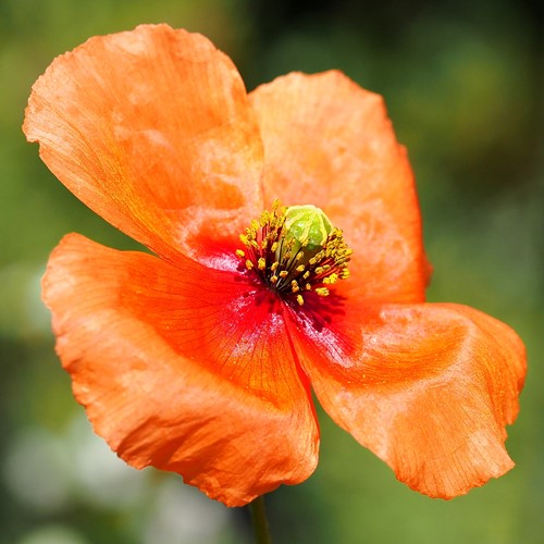 Papaver dubium [L.]su guida naturalistica di RikenMon