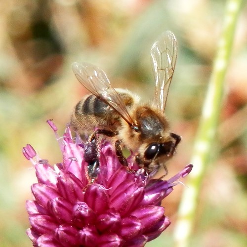 Abeja europeaEn la Guía-Naturaleza de RikenMon