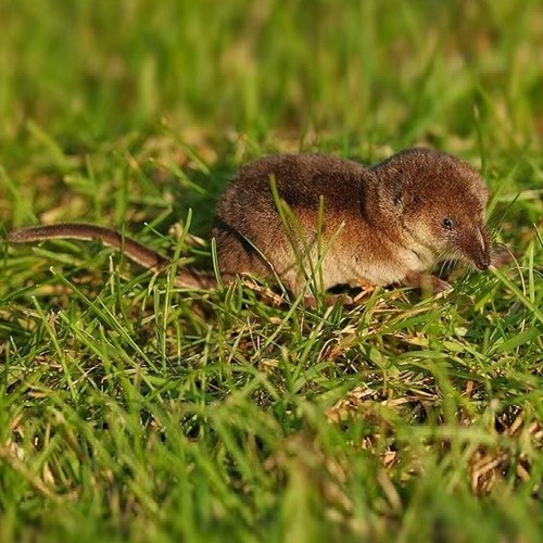 Toporagnosu guida naturalistica di RikenMon