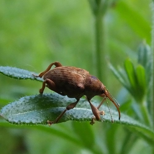 Hazelnootboorderop RikenMon's Natuurgids