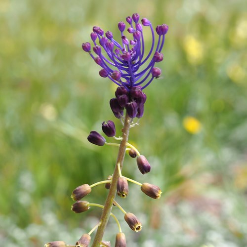 Muscari à toupetSur le Nature-Guide de RikenMon