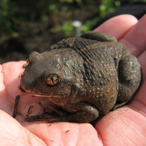 Pelobates fuscus [L.]En la Guía-Naturaleza de RikenMon