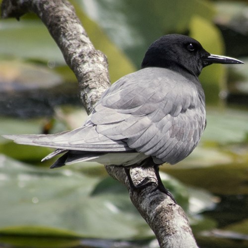 Zwarte sternop RikenMon's Natuurgids