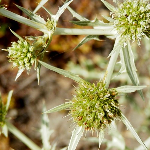 Eryngium campestre [L.]在RikenMon的自然指南