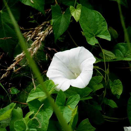 Convolvulus sepium [L.]su guida naturalistica di RikenMon