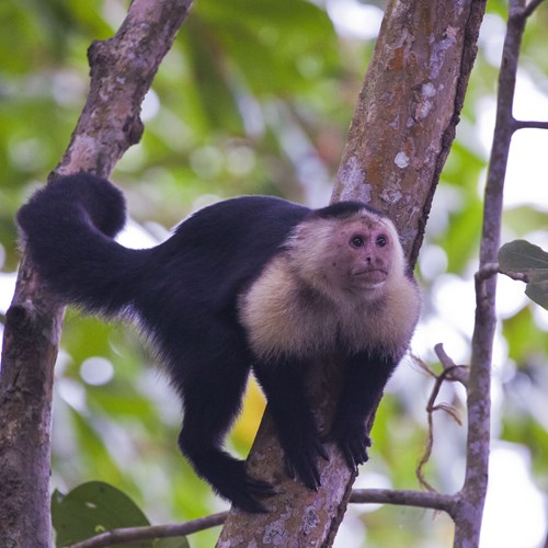 White-headed capuchinon RikenMon's Nature-Guide