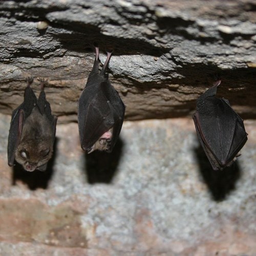 Lesser horseshoe baton RikenMon's Nature-Guide