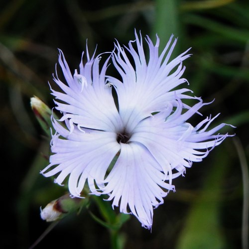 Dianthus gratianopolitanus [L.]En la Guía-Naturaleza de RikenMon