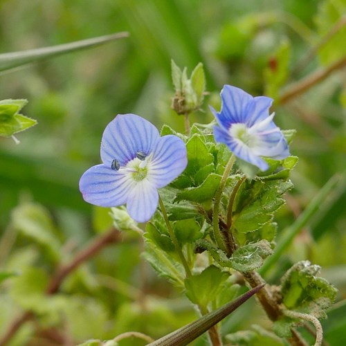 Veronica persica [L.]su guida naturalistica di RikenMon