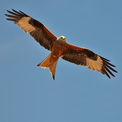 Nibbio realesu guida naturalistica di RikenMon