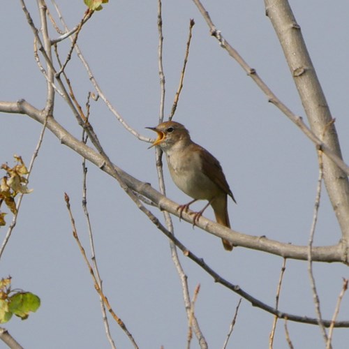 Nachtegaalop RikenMon's Natuurgids