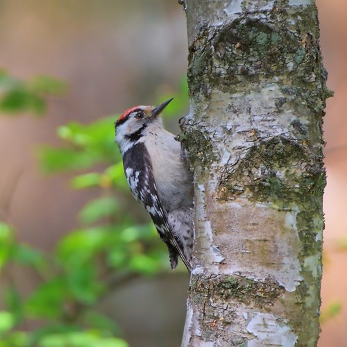 Kleine bonte spechtop RikenMon's Natuurgids