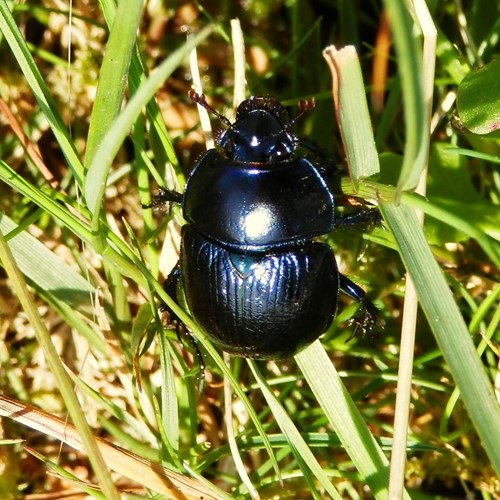 Geotrupes spiniger [L.]su guida naturalistica di RikenMon