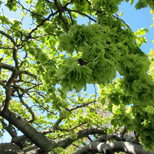 Ulmus glabra [L.]在RikenMon的自然指南