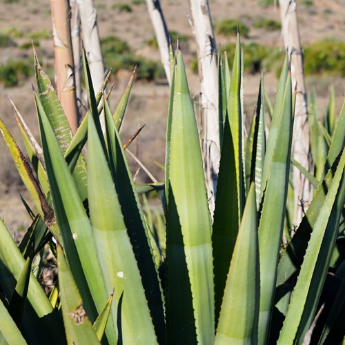 Agave americana [L.]su guida naturalistica di RikenMon