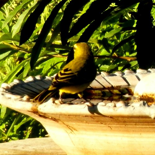 Serin de Sainte-HélèneSur le Nature-Guide de RikenMon