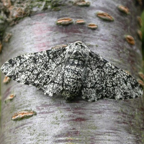 Peper-en-zoutvlinderop RikenMon's Natuurgids