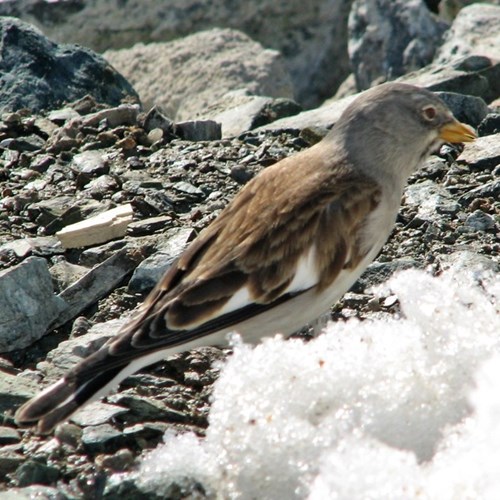 White-winged snowfinchon RikenMon's Nature-Guide