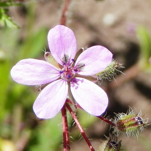 Erodium cicutarium [L.]En la Guía-Naturaleza de RikenMon