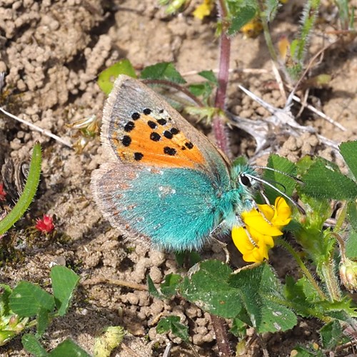 Groene klaverpageop RikenMon's Natuurgids