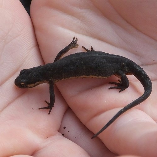 Triturus cristatus [L.]在RikenMon的自然指南