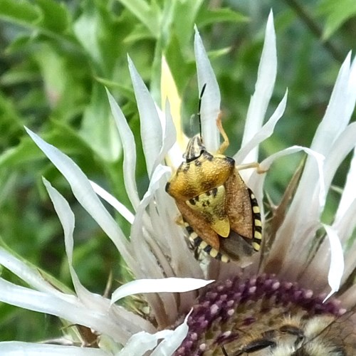 Carpocoris mediterraneus [L.]Auf RikenMons Nature-Guide