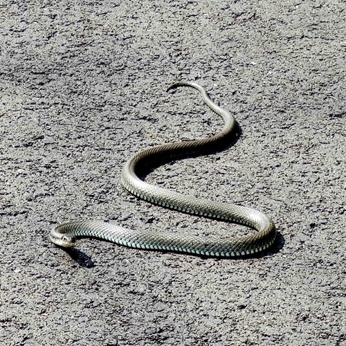 Grass snakeon RikenMon's Nature-Guide