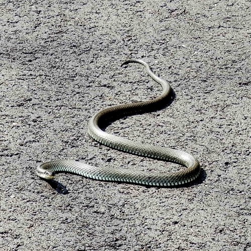 Culebra de collarEn la Guía-Naturaleza de RikenMon