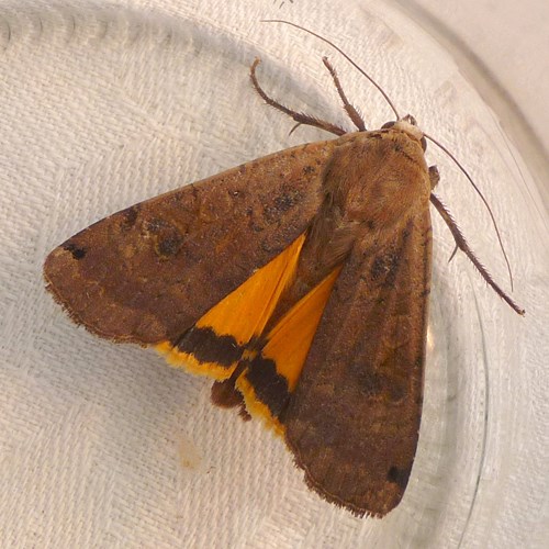 Noctua pronuba [L.]在RikenMon的自然指南