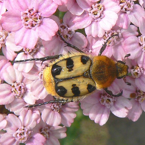 Gebänderter PinselkäferAuf RikenMons Nature-Guide