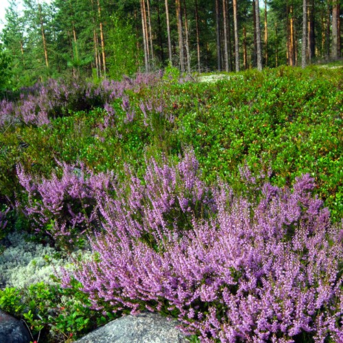 CallunaEn la Guía-Naturaleza de RikenMon