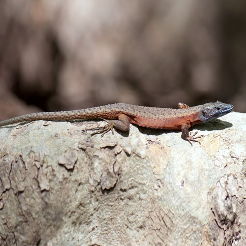 Algyroides nigropunctatus [L.]En la Guía-Naturaleza de RikenMon