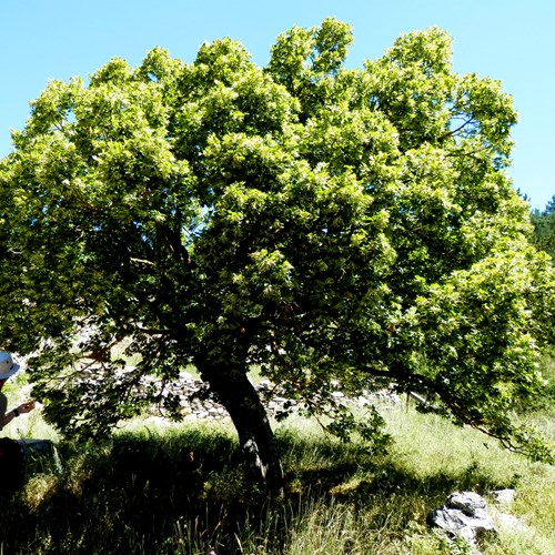 Tilo de hoja anchaEn la Guía-Naturaleza de RikenMon