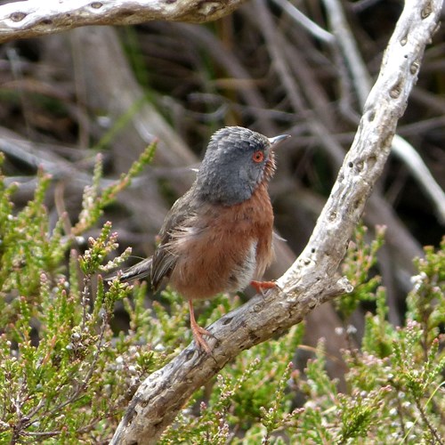 Magnaninasu guida naturalistica di RikenMon