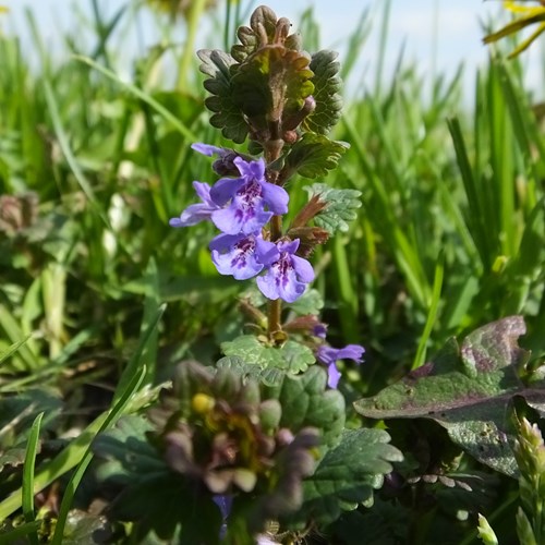 Hiedra terrestreEn la Guía-Naturaleza de RikenMon