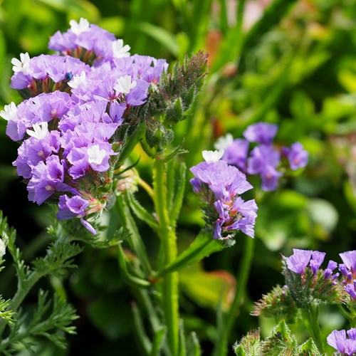 Limonium sinuatum [L.]on RikenMon's Nature-Guide