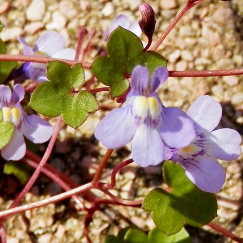 Muurleeuwenbekop RikenMon's Natuurgids