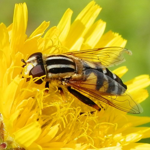 Helophilus pendulus [L.]在RikenMon的自然指南