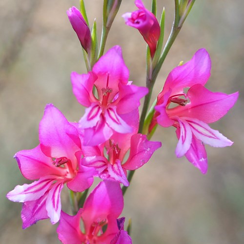 Gladyolus illyricus [L.]su guida naturalistica di RikenMon