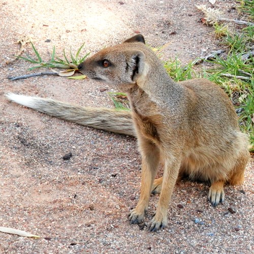 Mangusta giallasu guida naturalistica di RikenMon