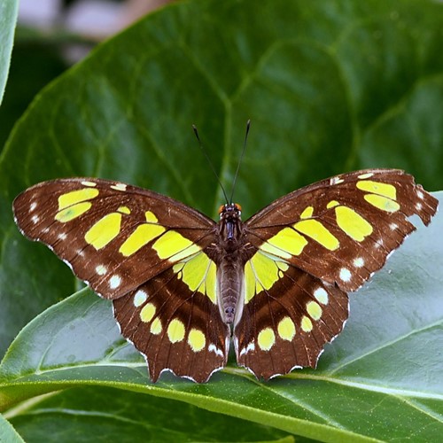 Siproeta stelenes [L.]En la Guía-Naturaleza de RikenMon