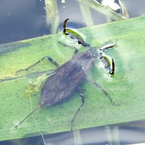 Nepa cinerea [L.]su guida naturalistica di RikenMon