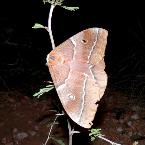 Gonimbrasia belina [L.]op RikenMon's Natuurgids